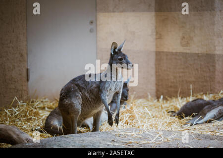 Kangourou gris adultes drôles se dresse sur ses pattes arrière sur une pierre jaune par temps nuageux en hiver Banque D'Images