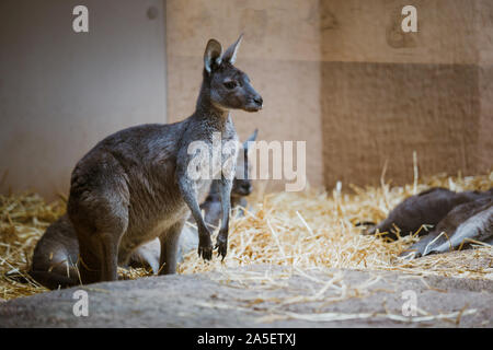 Kangourou gris adultes drôles se dresse sur ses pattes arrière sur une pierre jaune par temps nuageux en hiver Banque D'Images