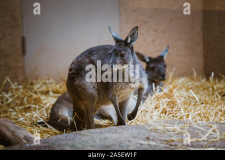 Kangourou gris adultes drôles se dresse sur ses pattes arrière sur une pierre jaune par temps nuageux en hiver Banque D'Images