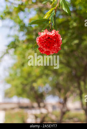 Grenadier à fleurs (Punica granatum Legrelliae) qui est caractérisée par sa grenade d'ornement à fleurs doubles Banque D'Images