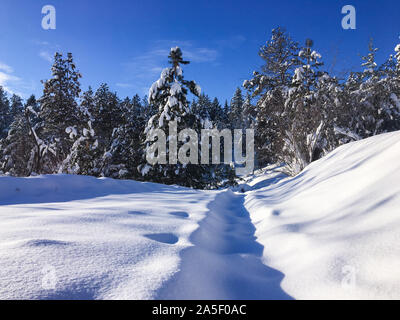 Paysage d'hiver avec de la neige fraîche couvrant chemin menant à la forêt de conifères sur une froide journée d'hiver ensoleillée de congélation Banque D'Images