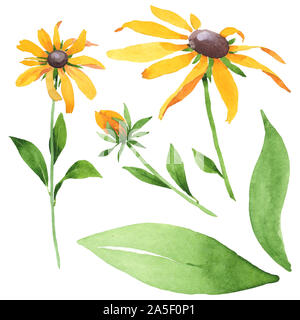 Rudbeckia hirta fleurs botanique floral. Jeu de fond à l'aquarelle. Rudbeckia isolées de l'élément d'illustration. Banque D'Images