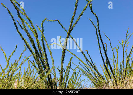 La abstract, branches sur fond de ciel bleu, le sud de l'Arizona, USA Banque D'Images