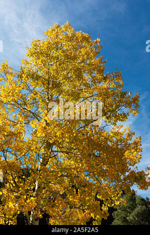 Couleurs Automne, regardant les feuilles de tremble contre un ciel bleu, Catalina Mountains, Arizona Banque D'Images