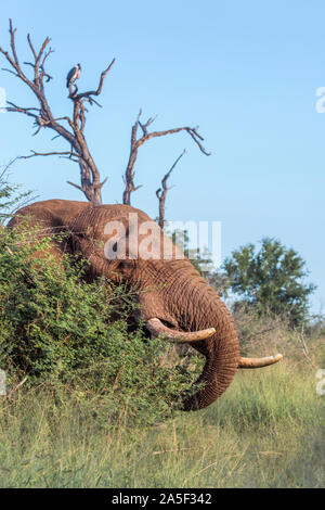 Bush africain portrait d'éléphants dans le parc national de Hlane, Swaziland ; espèce de la famille des Elephantidae Loxodonta africana Banque D'Images