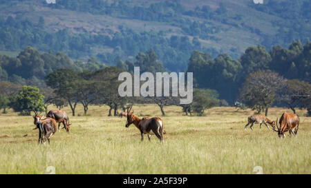 Groupe d'Blesbuck de Mlilwane Wildlife Sanctuary scenery , Swaziland ; espèce Damaliscus pygargus phillipsi famille de bovidés Banque D'Images