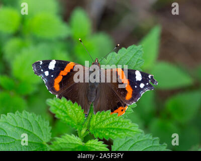 Vulcain (Vanessa atalanta) reposant sur les feuilles d'ortie Banque D'Images