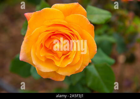 Rose jaune. Banque D'Images