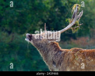 Barasingha mâle appelé aussi Rucervus duvaucelii cerf des marais Banque D'Images