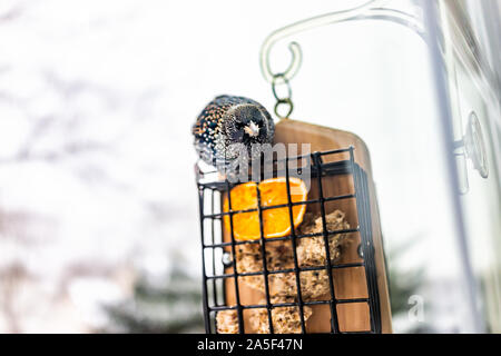 Drôle en colère contre l'étourneau sansonnet oiseau perché sur le plastique de la cage métallique d'alimentation suif par fenêtre dans Virginia mangeant avec bec et la moitié d'orange Banque D'Images