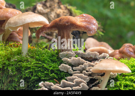 Toadstools divers de différentes tailles croître en vert mousse dense sur un vieux tronc d'arbre Banque D'Images