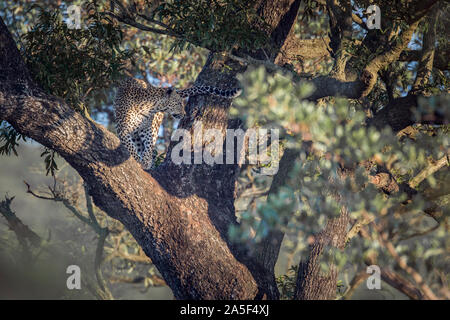 Femelle léopard dans un arbre dans le parc national Kruger, Afrique du Sud ; espèce Panthera pardus famille des Felidae Banque D'Images