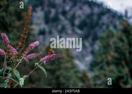 Papillon sur une fleur dans la forêt Banque D'Images