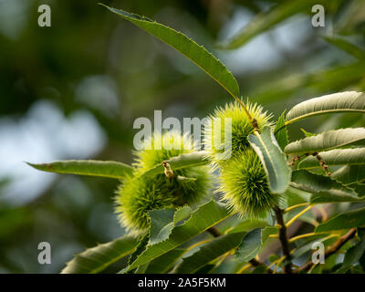 Fruits d'un châtaignier (Castanea sativa) suspendu à l'arbre, de feuilles vertes sur une journée ensoleillée en été Banque D'Images