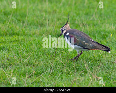 Sociable Vanellus vanellus tirant sur terre ver dans grass meadow Norfolk Banque D'Images