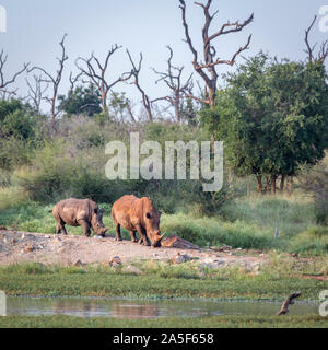 Deux rhinocéros blancs du sud autour de Hlane royal National park scenery, le Swaziland ; Espèce Ceratotherium simum simum famille des Rhinocerotidae Banque D'Images