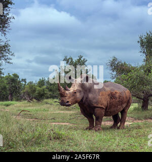 Rhinocéros blanc du sud dans la région de savane verte Hlane royal National park, le Swaziland ; Espèce Ceratotherium simum simum famille des Rhinocerotidae Banque D'Images