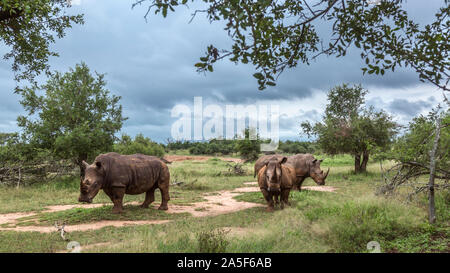 Trois rhinocéros blancs du Sud en vert dans la savane Hlane royal National park, le Swaziland ; Espèce Ceratotherium simum simum famille des Rhinocerotidae Banque D'Images