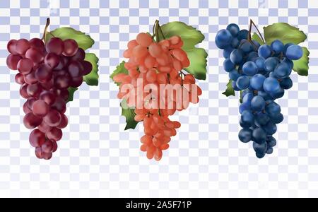 Raisins de cuve. Le raisin rouge, trois Collection bleu foncé avec feuille verte. Les fruits sains. Les raisins de table. Icon Set. 3D réaliste de raisins frais. Vector Illustration de Vecteur
