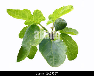 Brindille de Fig Tree isolé sur fond blanc Banque D'Images