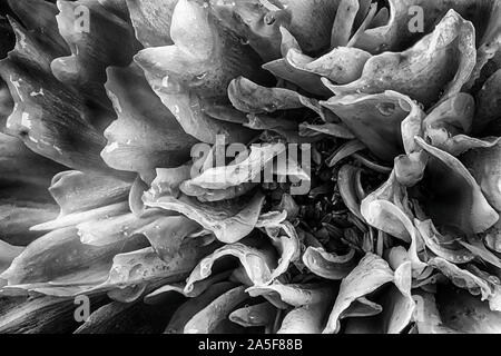 Beau noir et blanc fleur dahlia close up en macro. Art en fleur pétales détaillées Banque D'Images