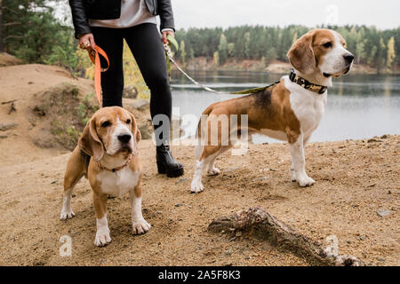 Young Woman in Black skinny jeans et blouson de cuir laisses maintenant de deux mignon chiots beagle durant le frisson par lake Banque D'Images