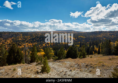 Tremble avec les feuilles jaunes et orange parmi les pins verts, de l'Utah Banque D'Images