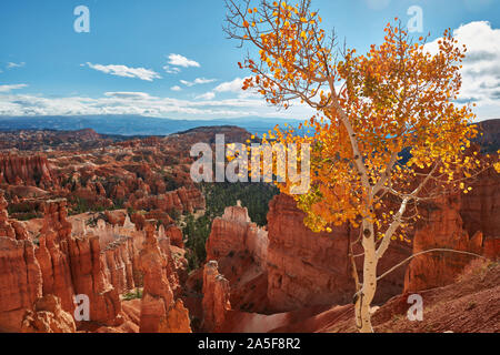 Tremble aux couleurs de l'automne, Sunset Point, Bryce Canyon National Park, Utah Banque D'Images