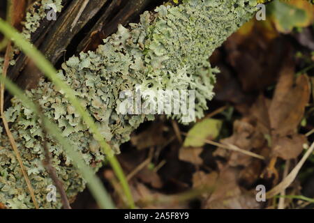 Cetraria islandica ou le lichen d'Islande n'est pas uniquement décoratives mais aussi bon pour votre santé Banque D'Images