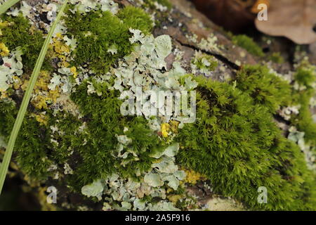 Cetraria islandica ou le lichen d'Islande n'est pas uniquement décoratives mais aussi bon pour votre santé Banque D'Images