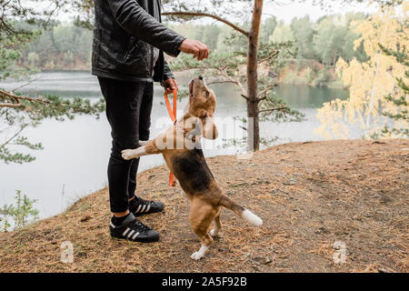 Jeune homme de casualwear jouant avec drôle mignon chiot beagle sur la masse forestière par le lac durant le frisson Banque D'Images