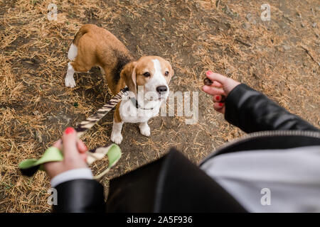 Beagle chiot mignon avec laisse debout sur le terrain et à la recherche à yummy snack tenu par son propriétaire durant le frisson Banque D'Images