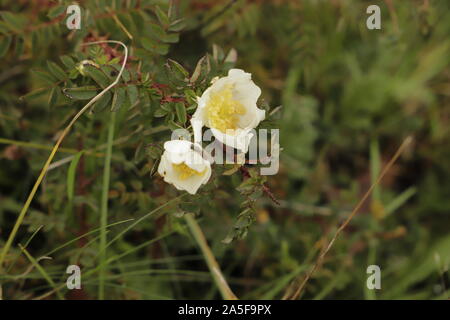 Burnett rose est un arbuste poussant dans les dunes près de la plage Banque D'Images