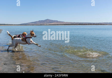 Des jeunes chiens de race beagle et amstaff jouant et sautant dans l'eau bleue d'un grand lac au cours de la journée, entouré par la nature Banque D'Images