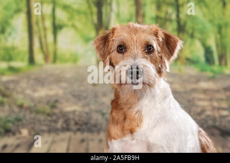 Chiens tourné en studio sur fond noir et naturel. Poser et portraits de chiens Banque D'Images