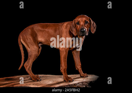 Chiens tourné en studio sur fond noir et naturel. Poser et portraits de chiens Banque D'Images