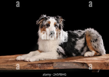 Chiens tourné en studio sur fond noir et naturel. Poser et portraits de chiens Banque D'Images