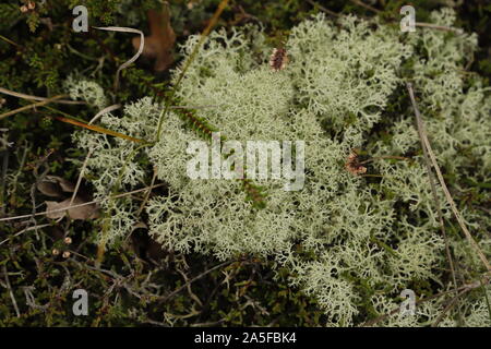 Cetraria islandica ou le lichen d'Islande n'est pas uniquement décoratives mais aussi bon pour votre santé Banque D'Images