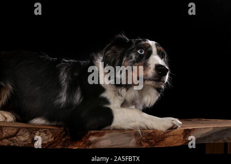 Chiens tourné en studio sur fond noir et naturel. Poser et portraits de chiens Banque D'Images