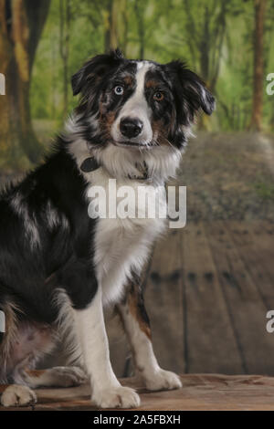 Chiens tourné en studio sur fond noir et naturel. Poser et portraits de chiens Banque D'Images