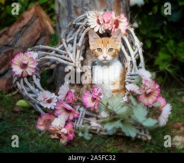 Cat posant dans le jardin à l'intérieur d'une décoration en forme de coeur Banque D'Images