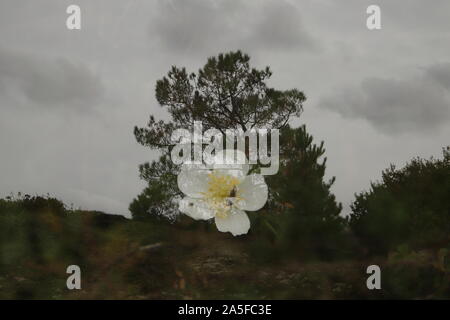 Burnett rose est un arbuste poussant dans les dunes près de la plage Banque D'Images