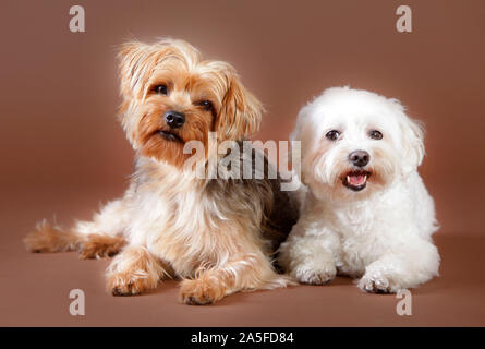 Yorkshire Terrier et bichon maltese dog en studio, avec un fond brun Banque D'Images