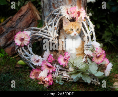 Cat posant dans le jardin à l'intérieur d'une décoration en forme de coeur Banque D'Images