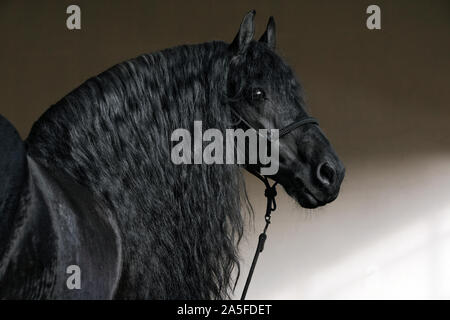 Friesian horse noir portrait dans une sombre stable avec l'éclairage de cheveux Banque D'Images