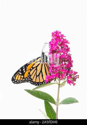 Le monarque (Danaus plexippus) se nourrissant d'un arbre aux papillons - Fond blanc Banque D'Images