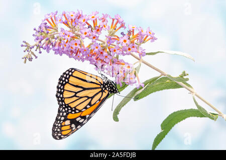 Le monarque (Danaus plexippus) à l'envers, se nourrissant d'un buddleia / arbre aux papillons - vue latérale Banque D'Images