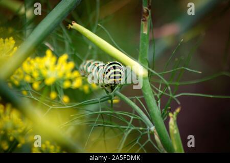 Un portrait de la chenille d'un papillon koninginnenpage sur une branche verte entre quelques fleurs jaunes. Banque D'Images