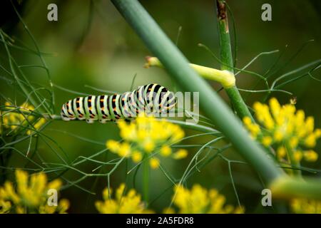 Un portrait de la chenille d'un papillon vert koninginnenpage sur un brin d'herbe entre quelques fleurs jaunes. Banque D'Images