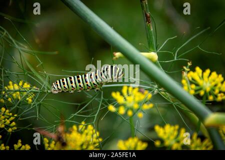 Un portrait d'une grosse chenille verte sur un brin d'herbe entre quelques fleurs jaunes. Quand il grandit, il sera une koninginnenpage papillon. Banque D'Images